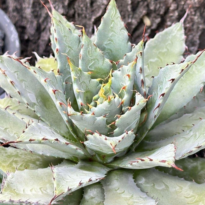 アガベ hybrid 屈原之舞扇×イシスメンシス/屈原x雷帝【台湾 dragon