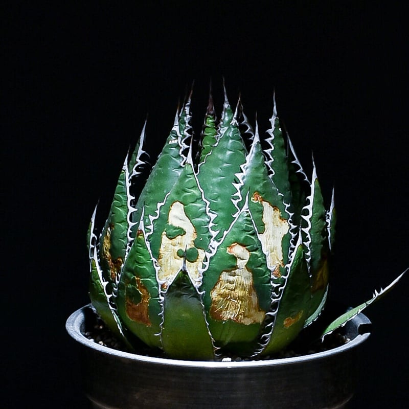 アガベ ホリダ 【大株】（発根済み） RF22791 | RAFLUM / ラフラム