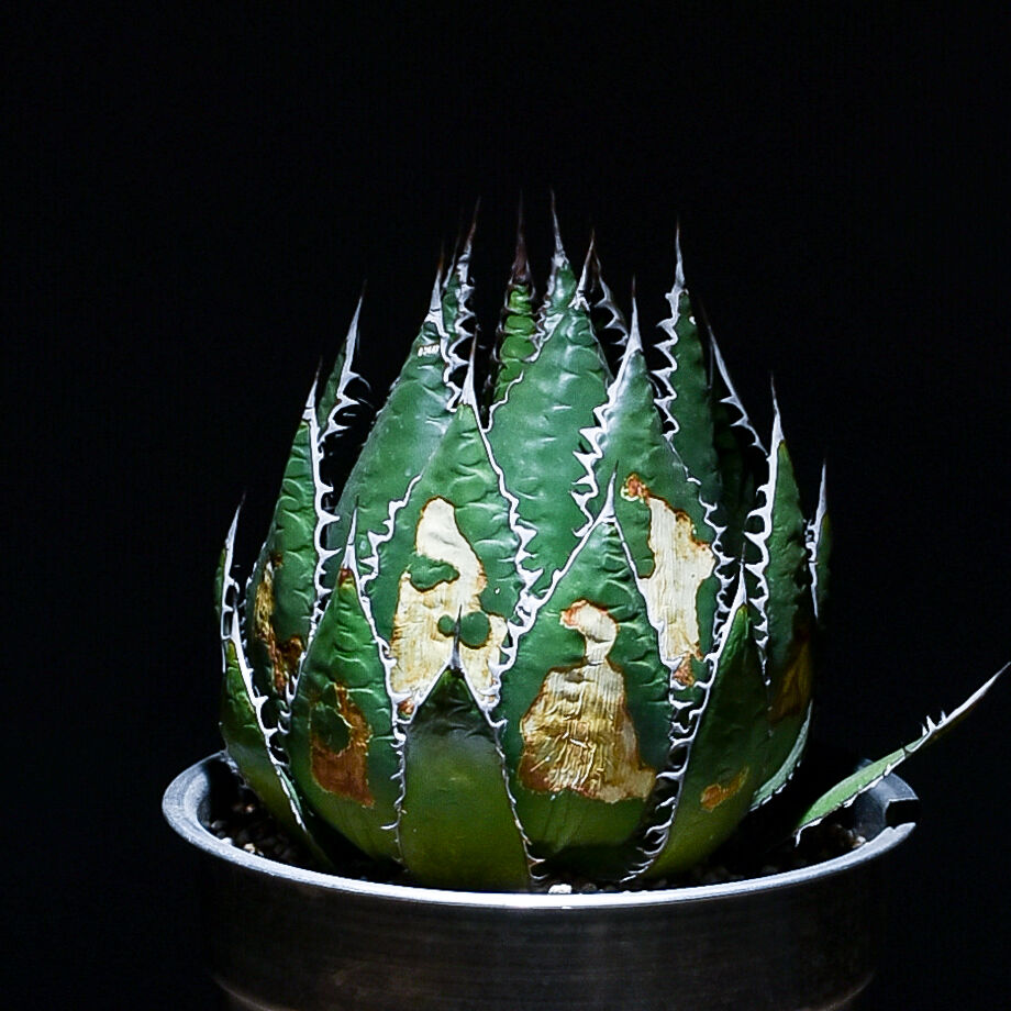 アガベ ホリダ 【大株】（発根済み） RF22791 | RAFLUM / ラフラム