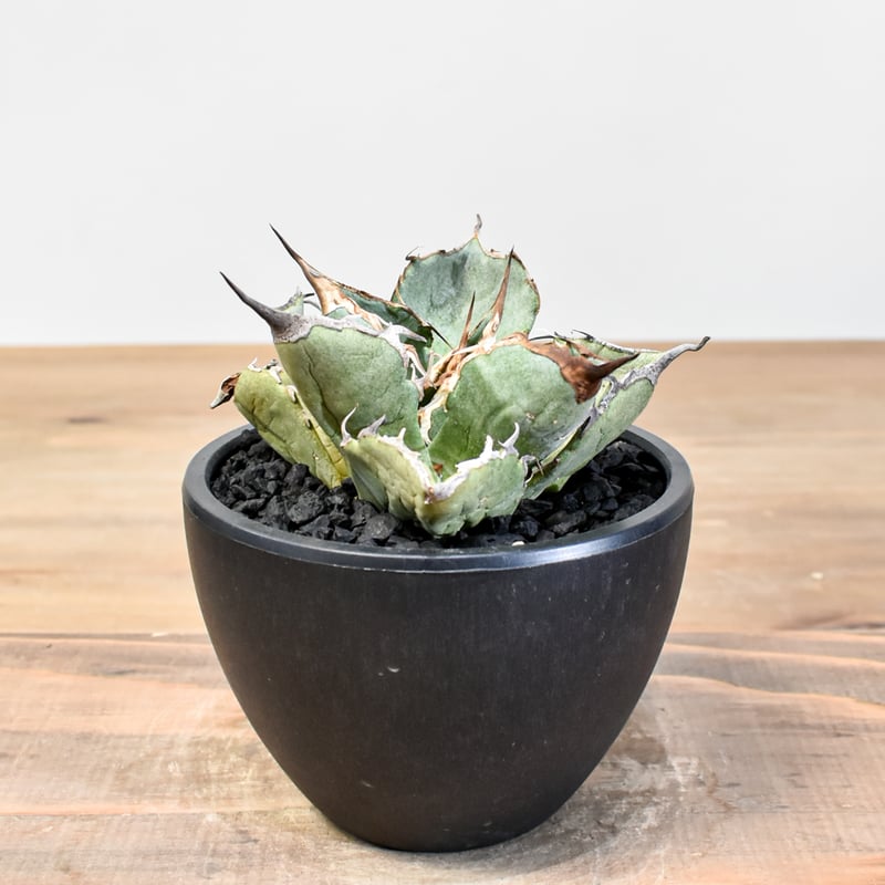 精品黒刺厳龍 XZL産 チタノタ アガベ kikko broken 鉢付 アガベ