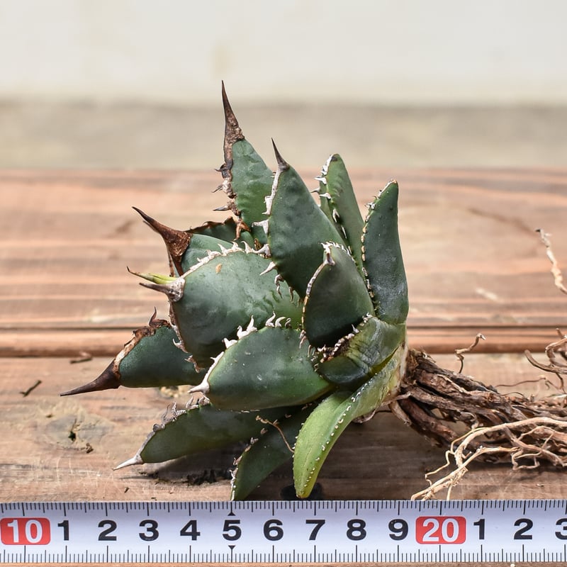 アガベ チタノタ 