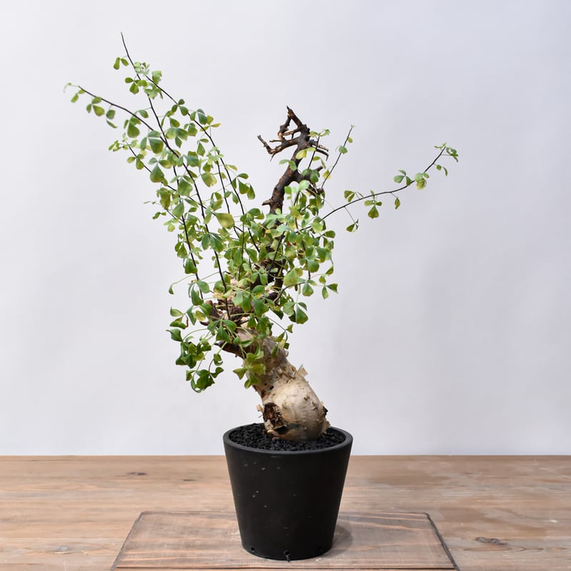 コミフォラ カタフ 