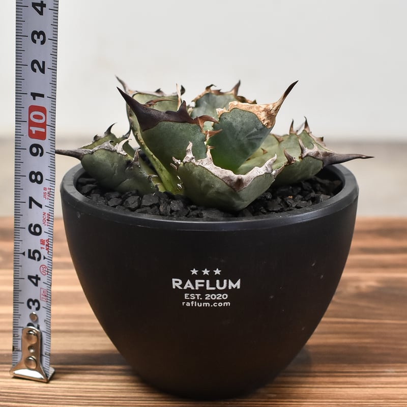 アガベ チタノタ アガベ チタノタ “阿修羅” “阿修羅丸” (発根済み