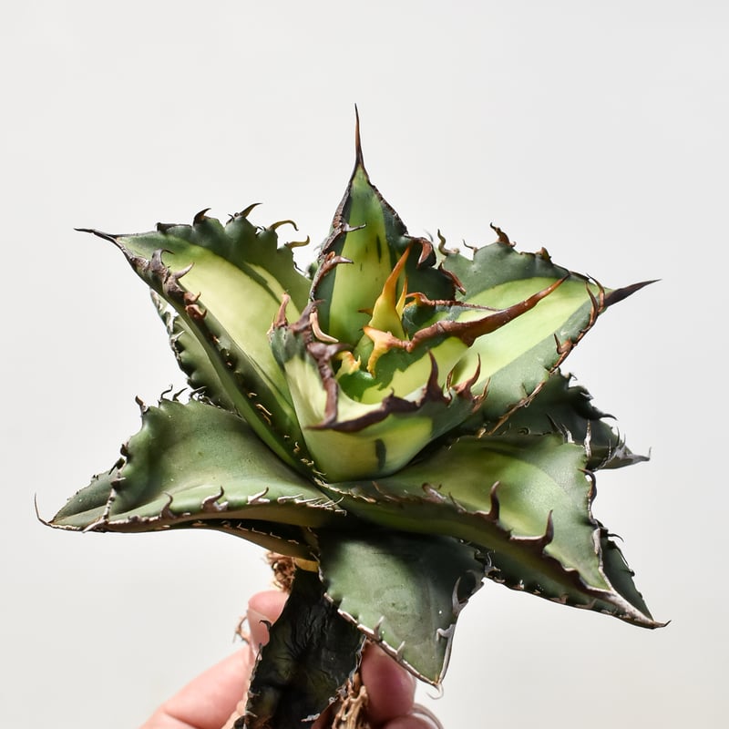 アガベ チタノタ ソーラーエクリプス 