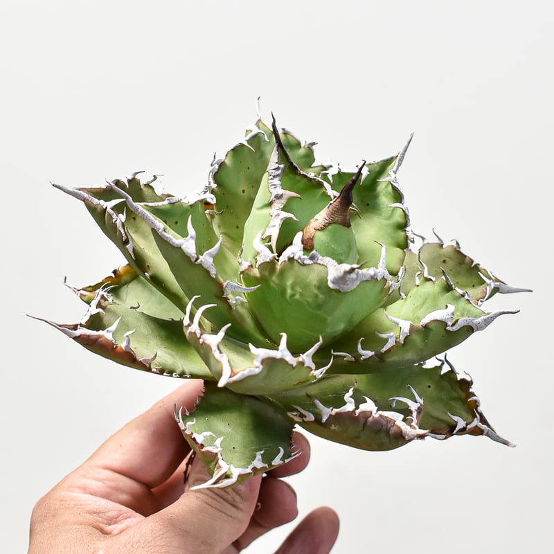 アガベ チタノタ ソーラーエクリプス 