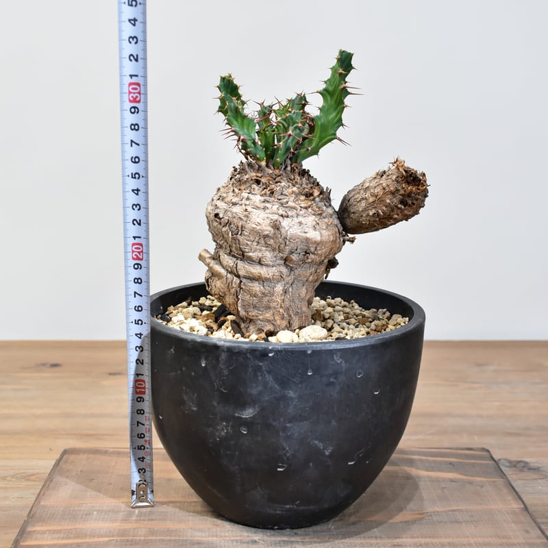 ユーフォルビア クラビゲラ 