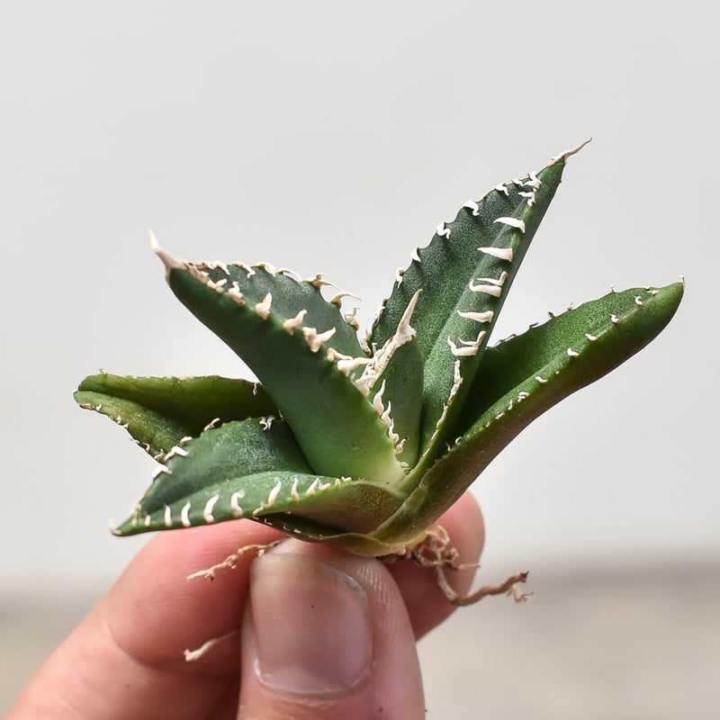 アガベ チタノタ 南アフリカダイヤモンド 