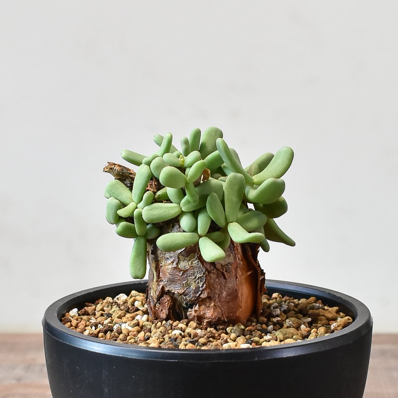 ケラリア ピグマエア 【発根済】K | RAFLUM / ラフラム｜東京、大阪の