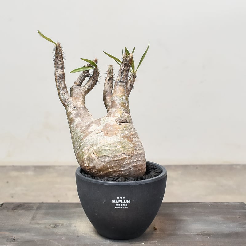 パキポディウム グラキリス (発根済み) RF231207 | RAFLUM / ラフラム｜