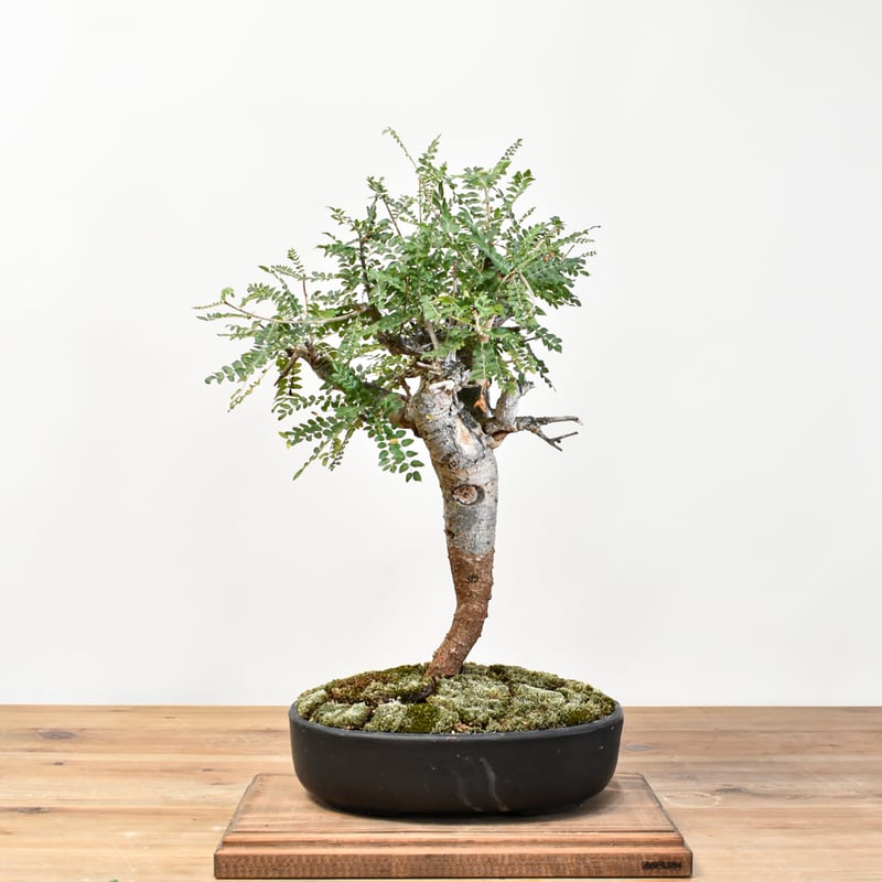 WACK” ON YOUR SIDE】ボスウェリア ネグレクタ WACK-A029 | R