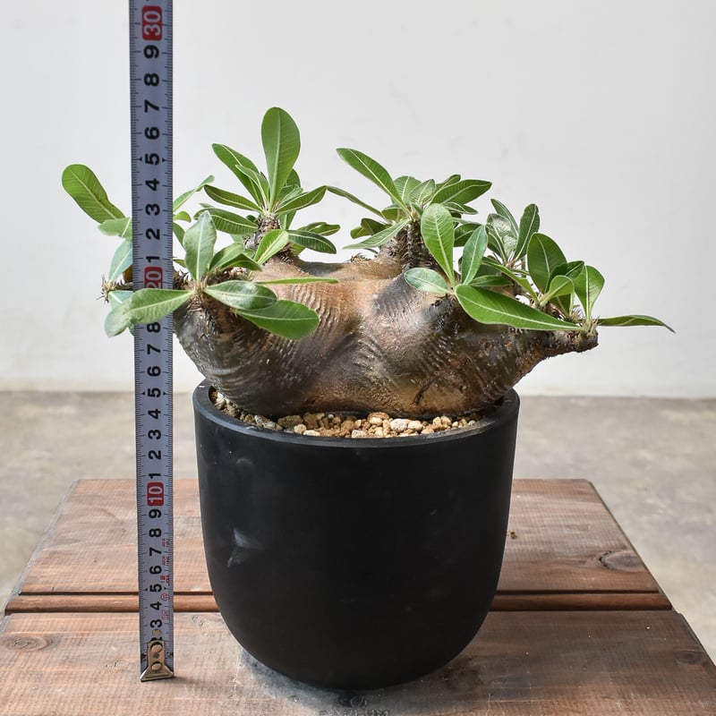 パキポディウム マカイエンセ 【現地球/発根済み】HK2409027(T