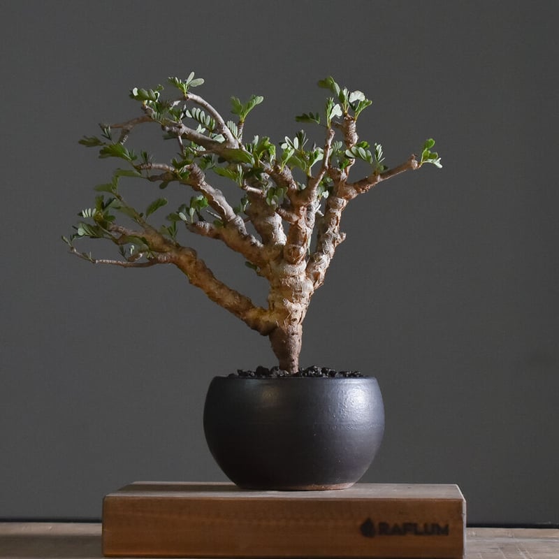 センナ メリディオナリス 【市場価値も高騰中！！盆栽のような雰囲気を