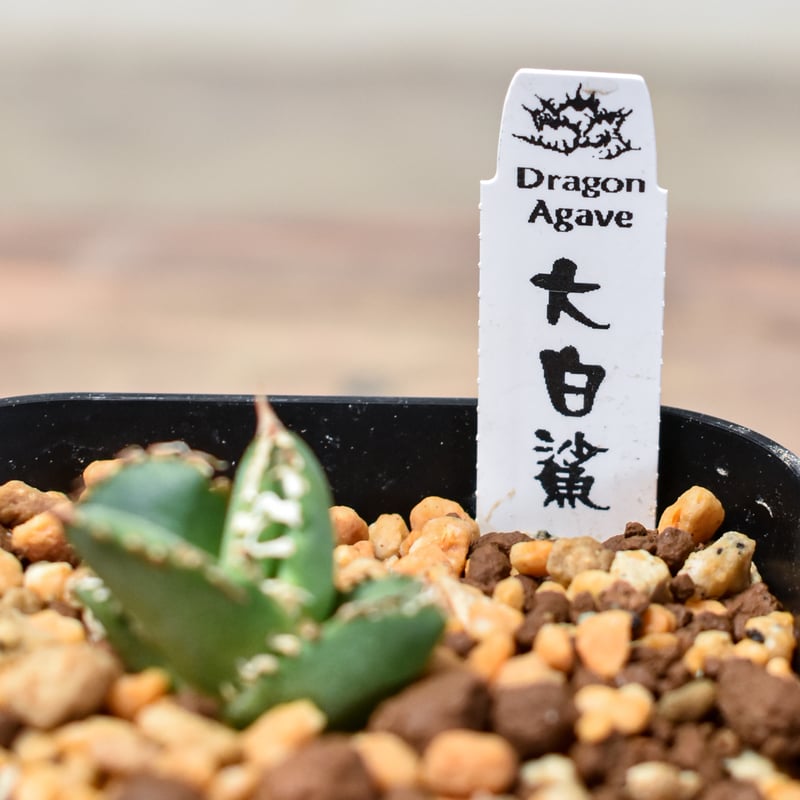 アガベ チタノタ ホオジロザメ 