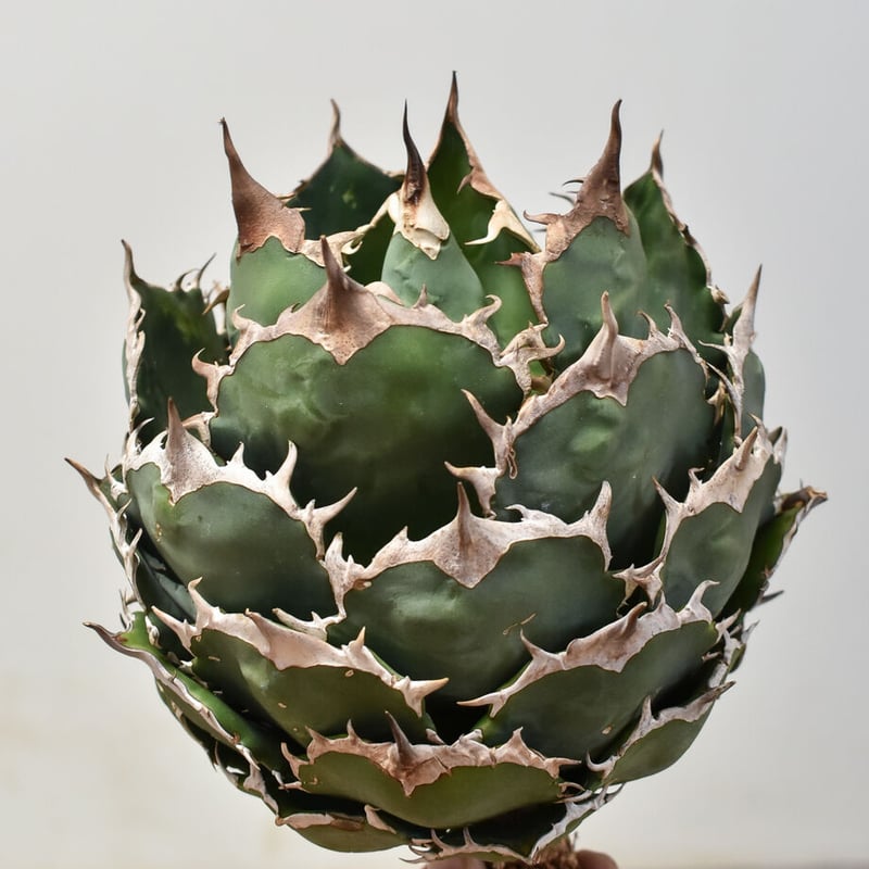 アガベ チタノタ オテロイ 