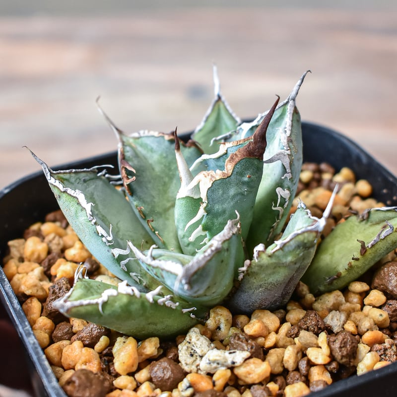 アガベ チタノタ 