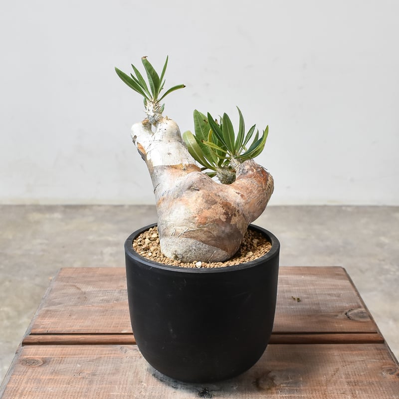 パキポディウム イノピナツム 【 現地球/発根済】B HK2402389(T