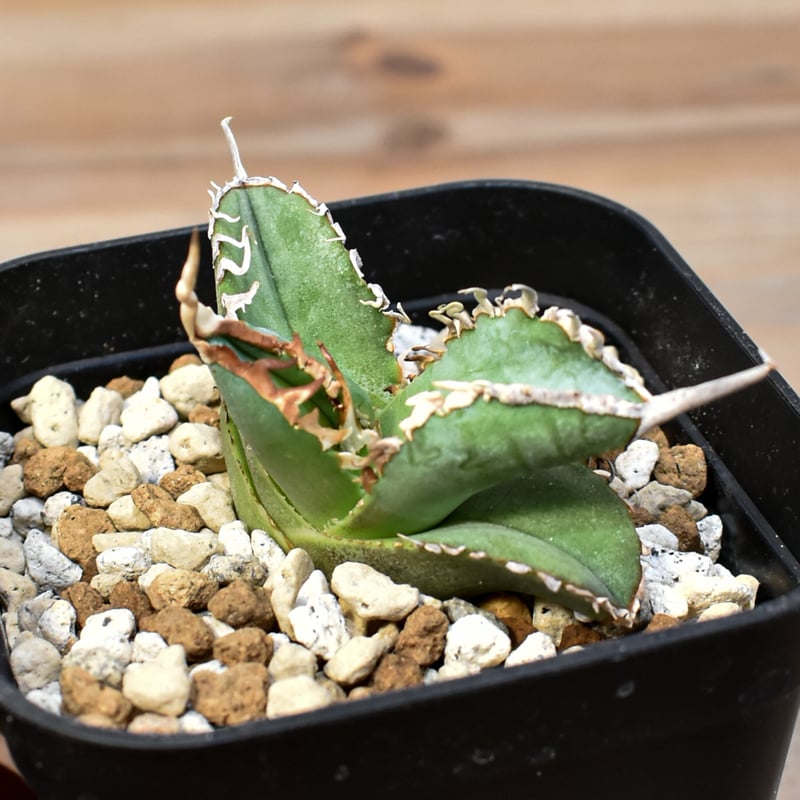 アガベ チタノタ ゴジラ 