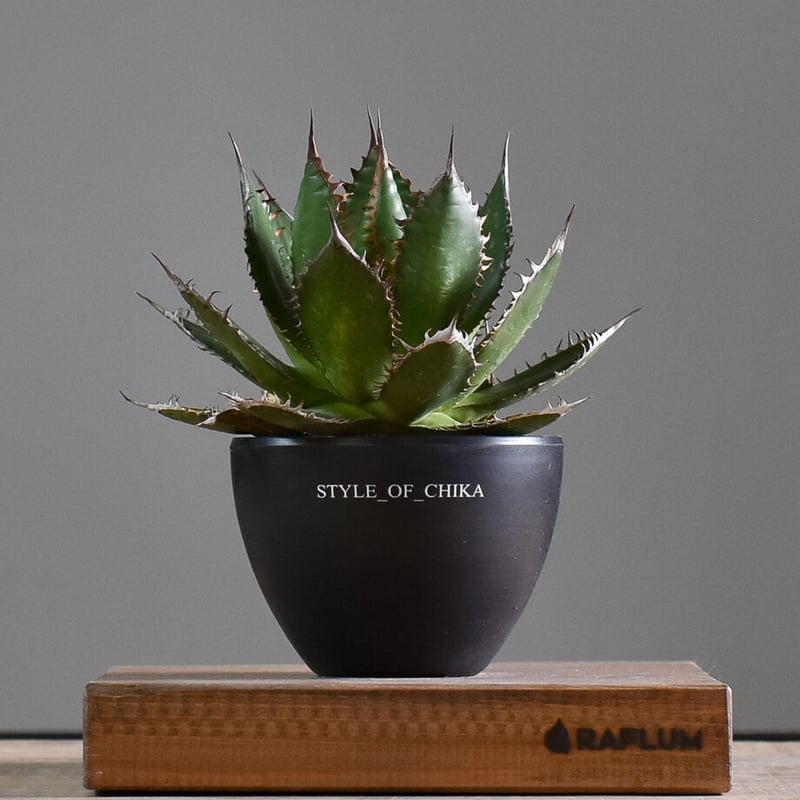 アガベ・ホリダ② 4号鉢 鋸歯が美しい人気種 観葉植物 アガベ ホリダ 4