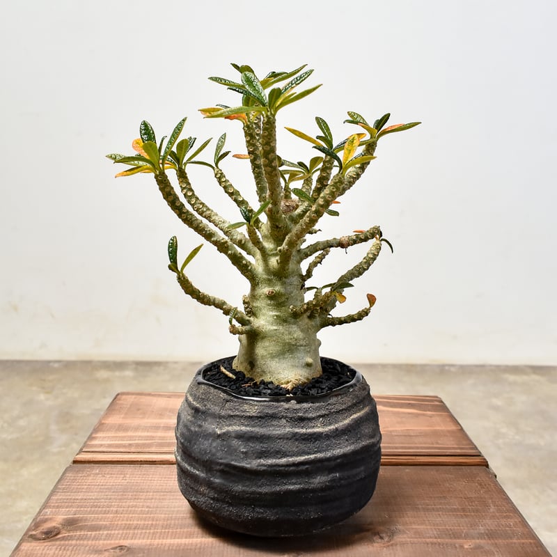 ドルステニア ギガス【発根済み】GS2400294(T) | RAFLUM / ラフラム｜東