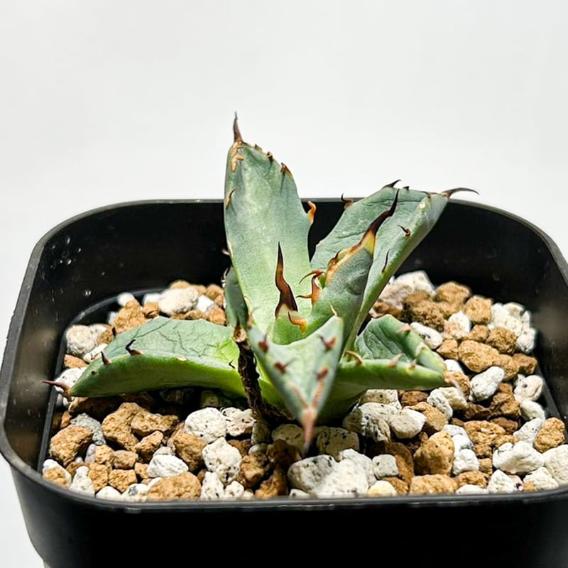 Dennis hybrid 黑帝斯x妖炎 /ハデス×エボリスピナ 【台湾DENNIS産】RFD