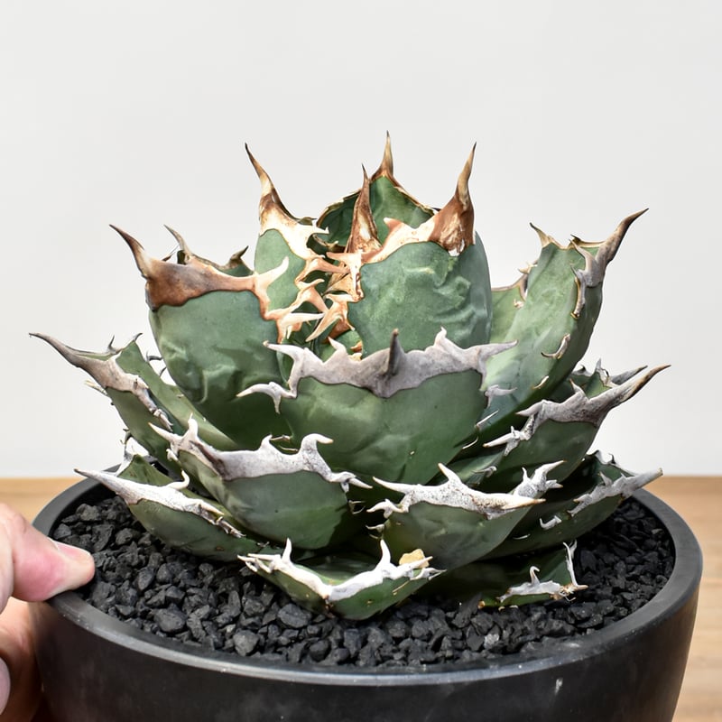 アガベ チタノタ 