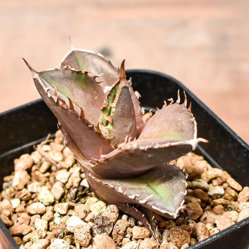 アガベ チタノタ 