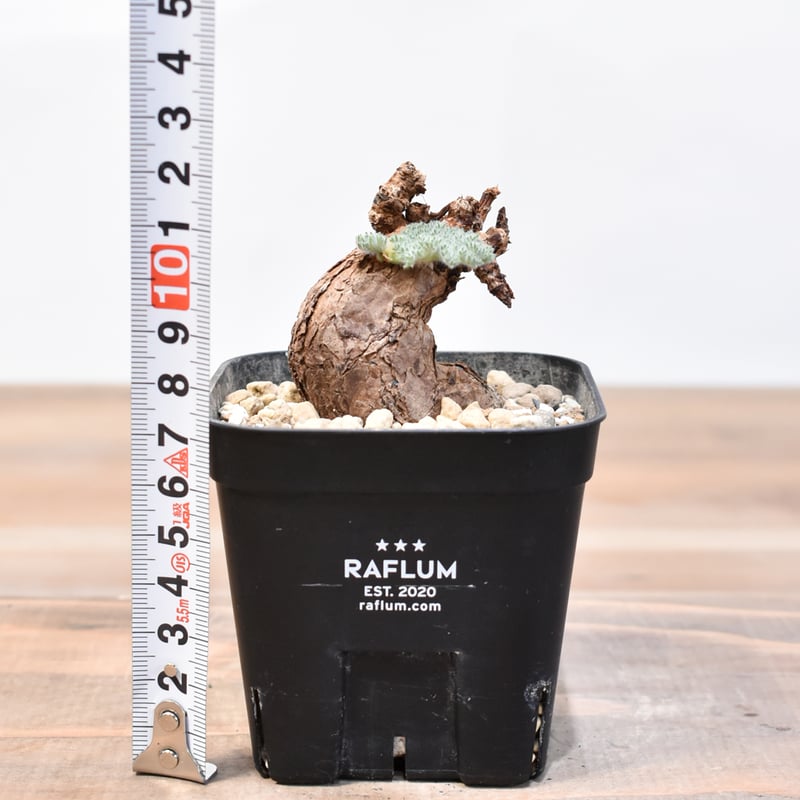 ペラルゴニウム トリステ 【発根済】A | RAFLUM / ラフラム｜東京