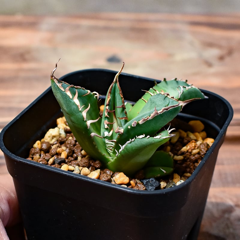 レア株】アガベ チタノタ 