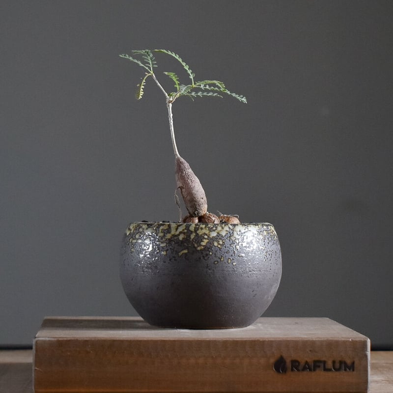 オペルクリカリア ヒファエノイデス 【 灌木系の希少種！塊根部も