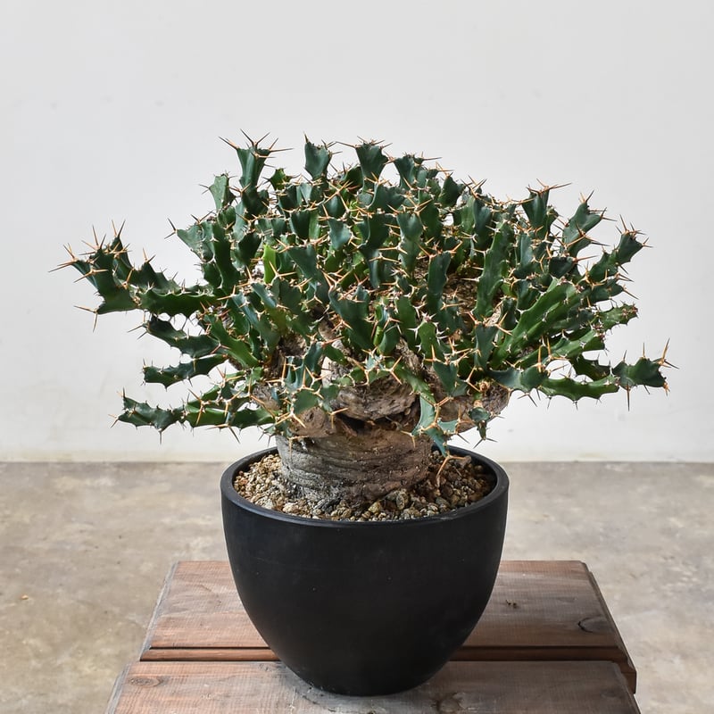 ユーフォルビア クラビゲラ 