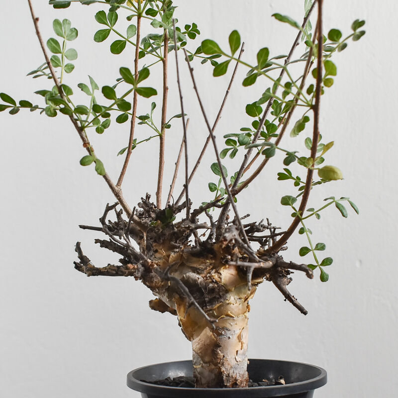 コミフォラ ピンネイトリーブス【超希少種！灌木系コーデックスの人気