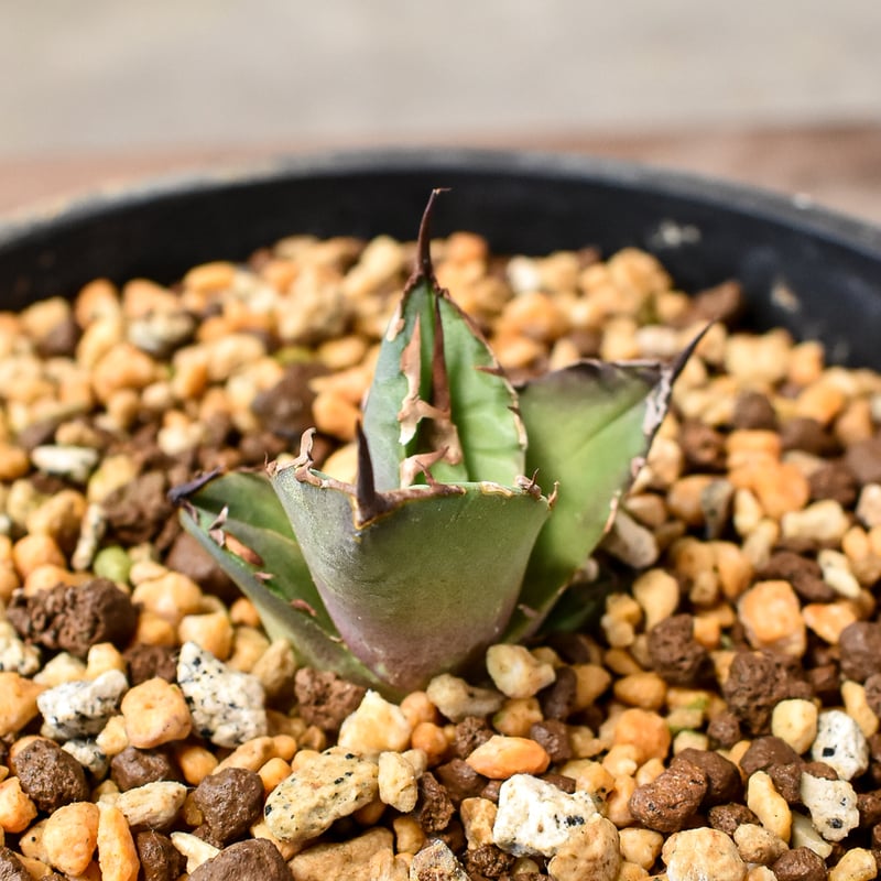 RAFLUMコレクション】アガベ チタノタ 