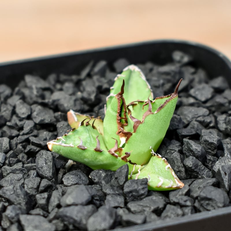 アガベ Dennis hybrid ホリダ×鬼爪（026） 