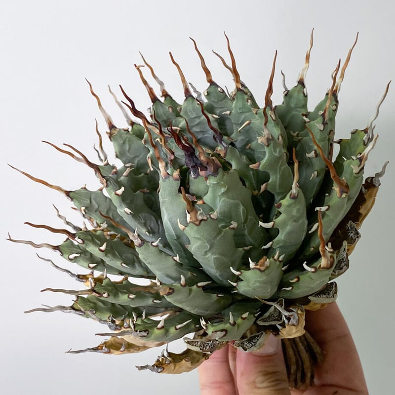 陽炎】アガベ ユタエンシス エボリスピナ （抜き苗販売）RF22905