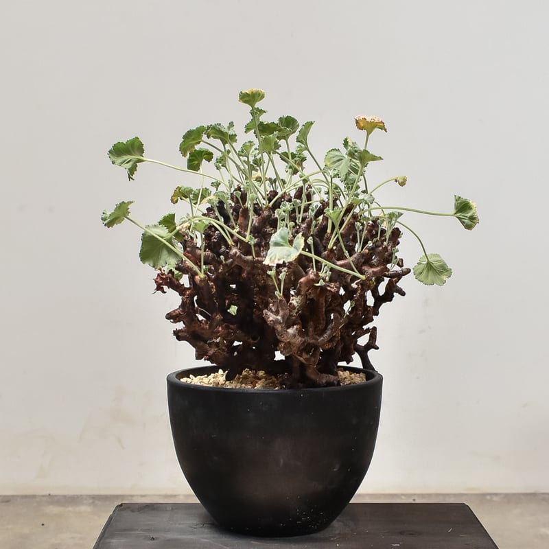 ペラルゴニウム ミラビレ 大株（発根済み）C RF231902(T) | RAFLUM / ラ