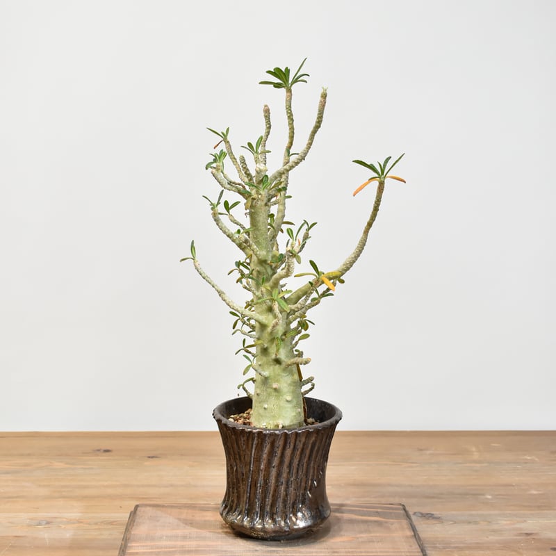 ドルステニア ギガス【実生】A | RAFLUM / ラフラム｜東京、大阪の塊根