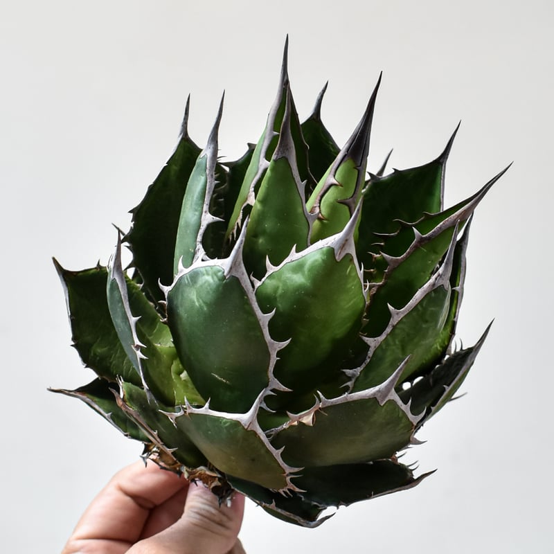 アガベ ホリダ【OSP選抜株 / 抜き苗】43 | RAFLUM / ラフラム｜東京