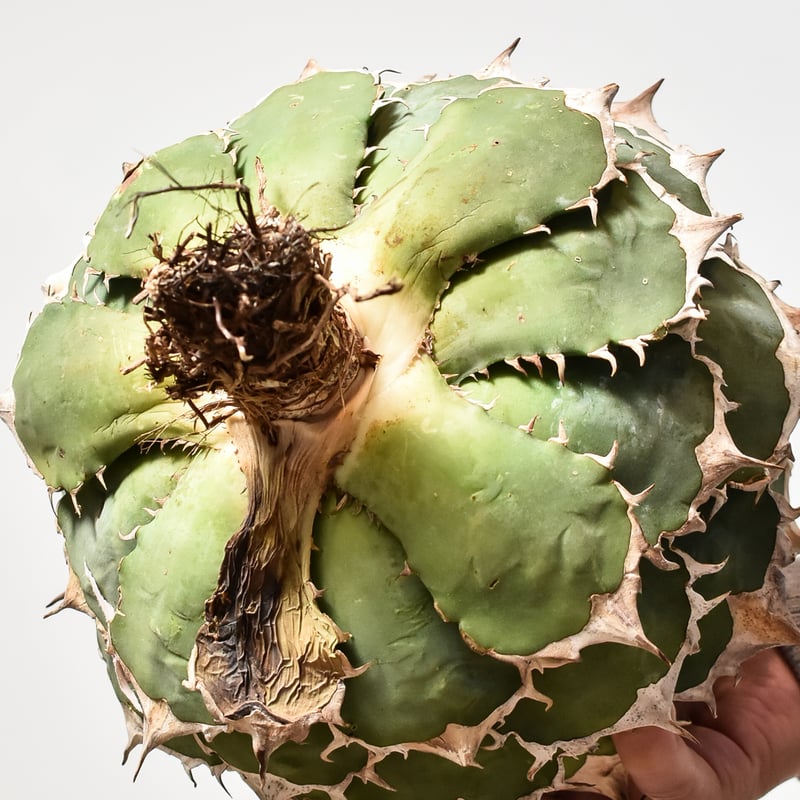 アガベ チタノタ オテロイ 