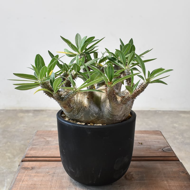 パキポディウム マカイエンセ 【現地球/発根済み】HK2409028(T