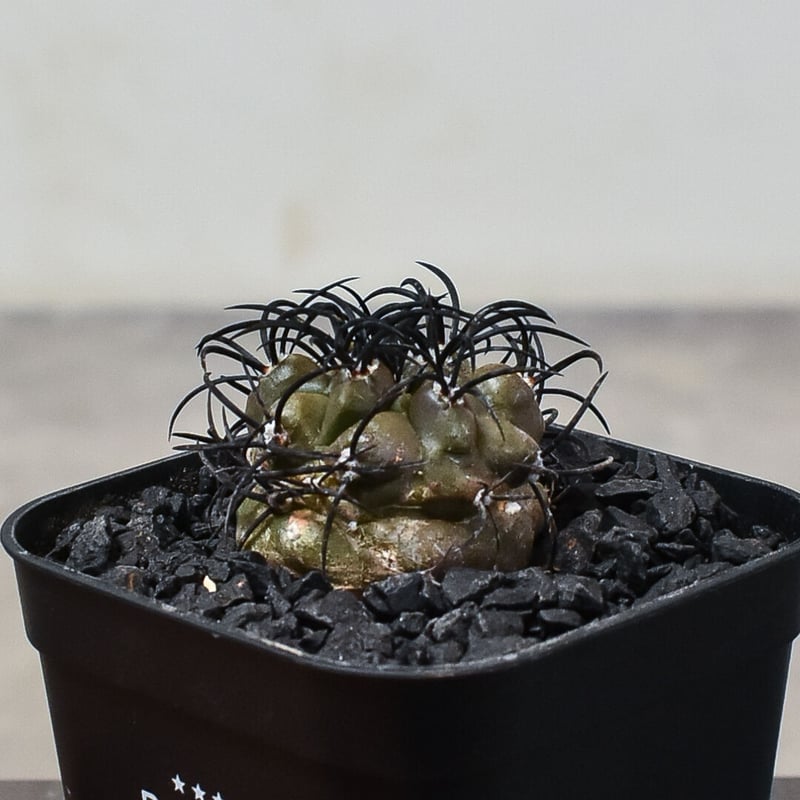 コピアポア グリセオビオラセア 