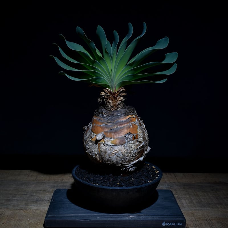 ブーファン ハエマンソイデス（発根済み）RF22146 | RAFLUM / ラフラム