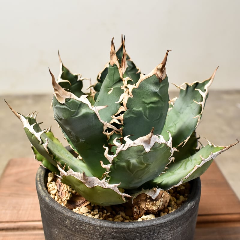 アガベ チタノタ オテロイ 