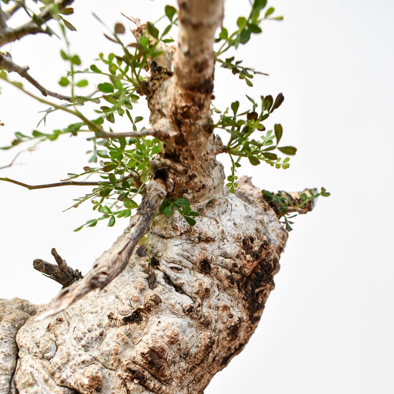 RAFLUMコレクション】オペルクリカリア パキプス 