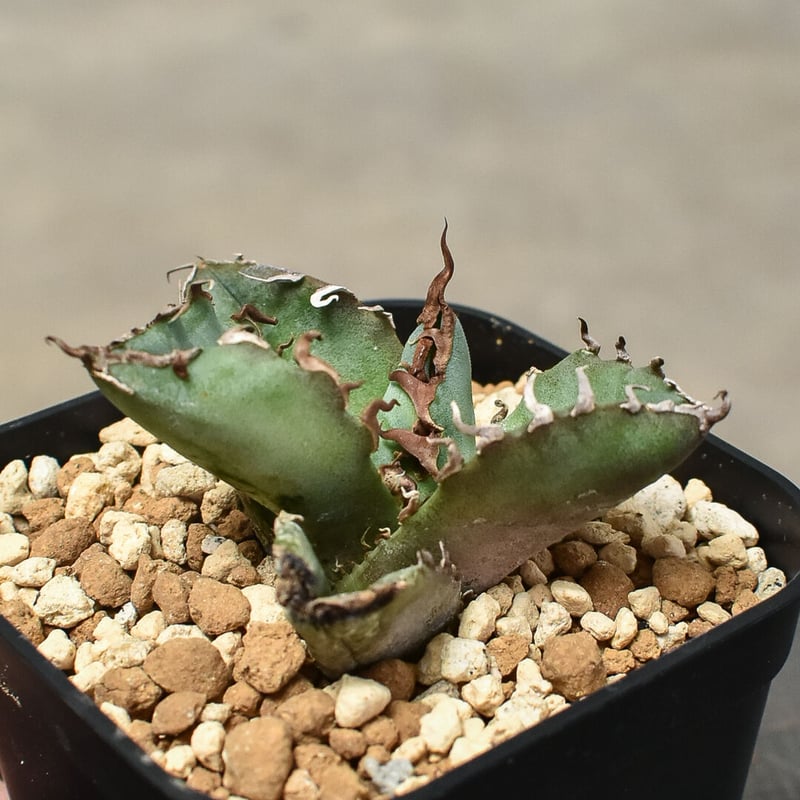 アガベ チタノタ 