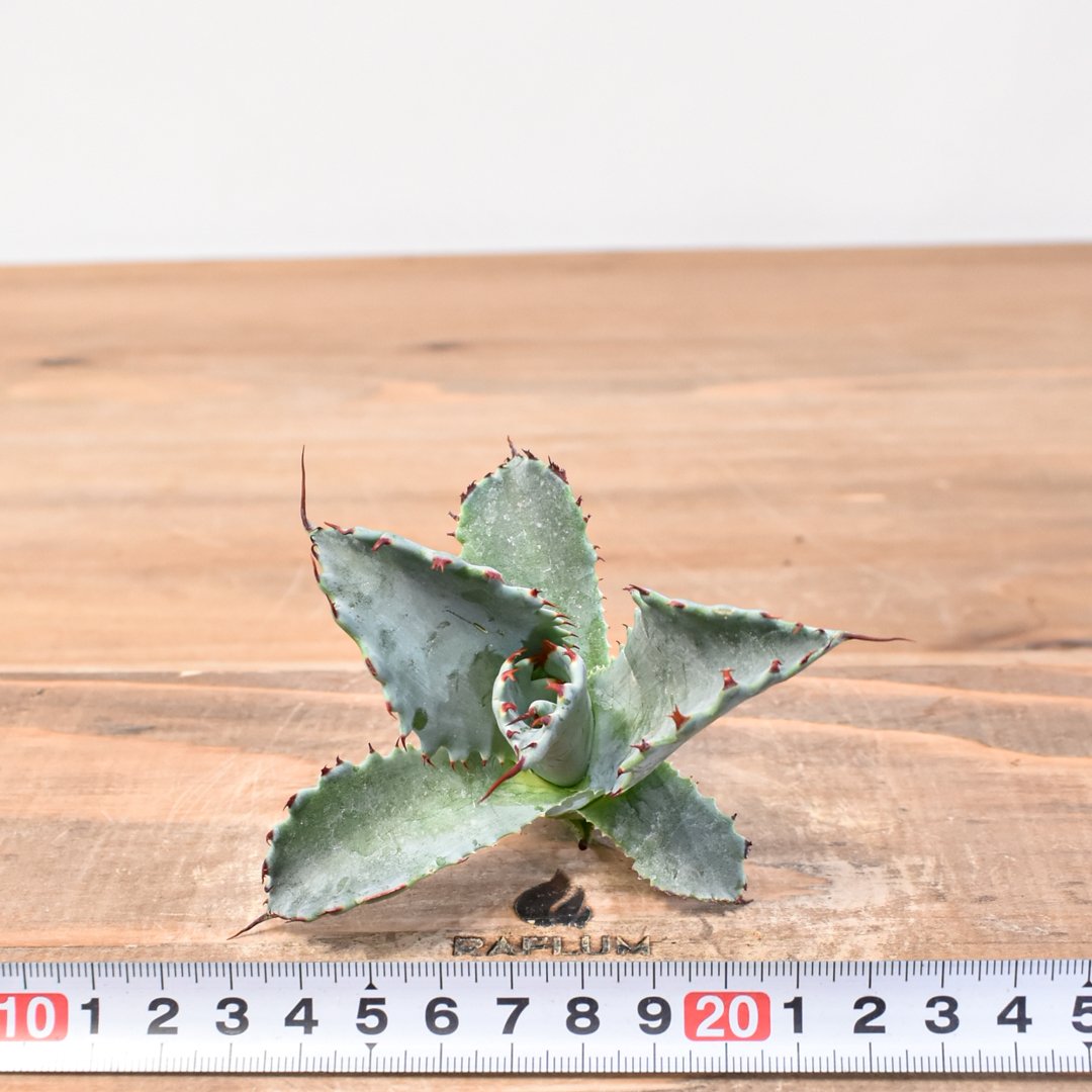 アガベ hybrid パラサナ×特選イシスメンシス/賴光X甲蟹特選 【台湾