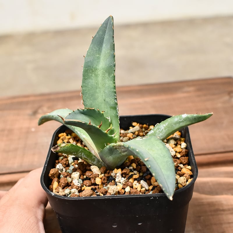 RAFLUMコレクション子株】アガベ チタノタ テレサ【カリフォルニア産