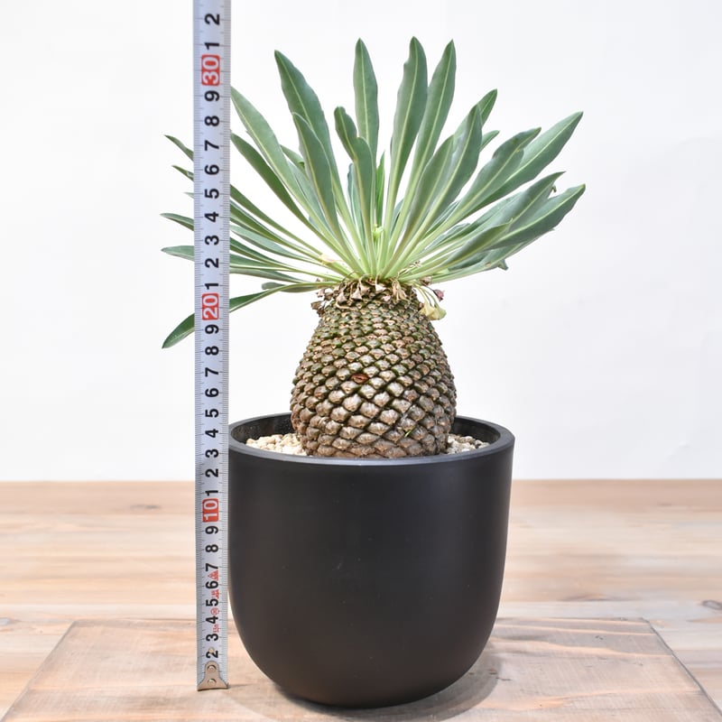 ユーフォルビア・ブプレウリフォリア 