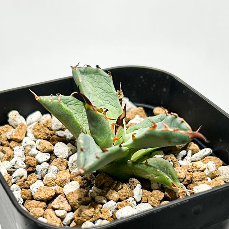 Dennis hybrid 黑帝斯x妖炎 /ハデス×エボリスピナ 【台湾DENNIS産】RFD