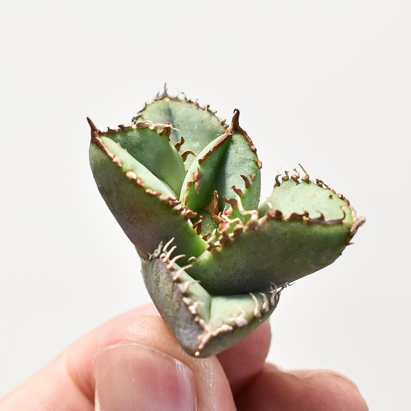 アガベ チタノタ 麻花 【台湾 dragon agave産/抜き苗】DG2400550 | R