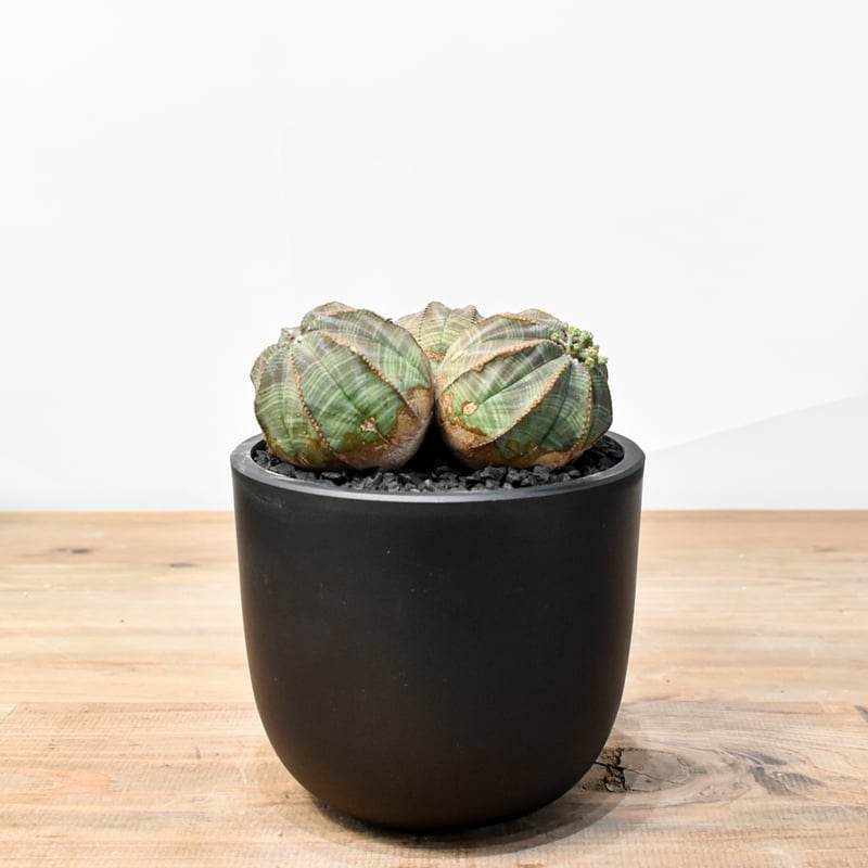 ユーフォルビア オベサ 